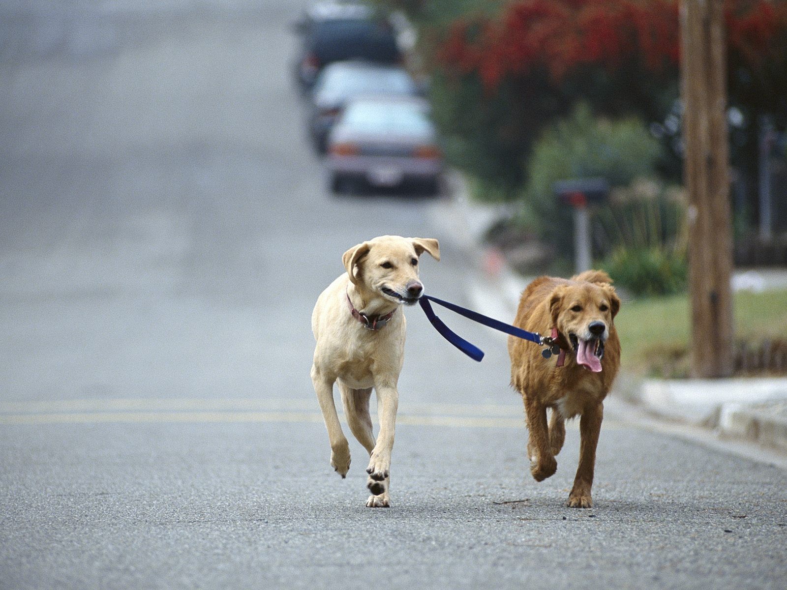 Dog walking a dog