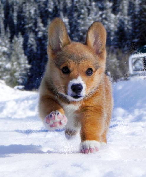 Snow Corgi!
